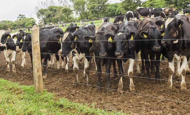 Trata-se da terceira alta consecutiva no rebanho de bovinos. (foto - IBGE)