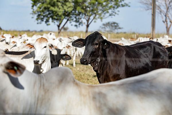 rebanho-bovino-mato-grosso-2025-indea