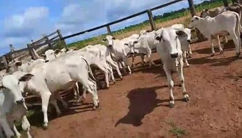 Criminosos invadem fazenda em Tocantins, amarram vaqueiro e roubam 57 bezerros