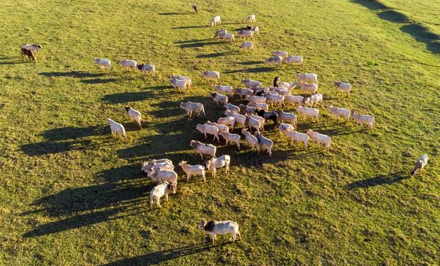 IBGE revela cidades líderes da pecuária no Brasil: onde estão os maiores rebanhos e produções?