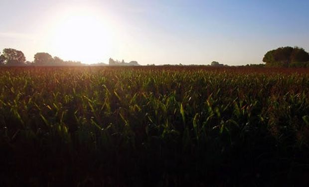 Leve rebote para el maíz en Chicago luego de operar en mínimos de 10 años