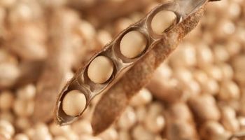 Rebote para la soja en el mercado de Chicago