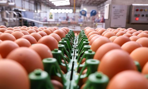 Receita com exportações de ovos salta 180% até outubro