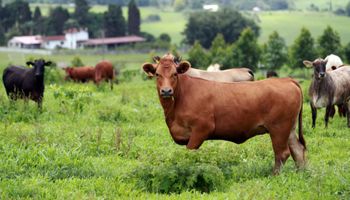 Cepea: recorde nas exportações de carne bovina sustenta preços no Brasil