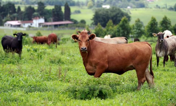 Cepea: recorde nas exportações de carne bovina sustenta preços no Brasil