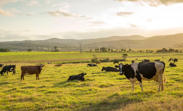 Cepea registra recorde na diferença de preços entre arrobas de boi e vaca