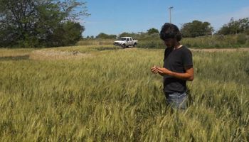 Trigo: las lluvias mejoraron la situación en Buenos Aires, pero se espera una menor fertilización