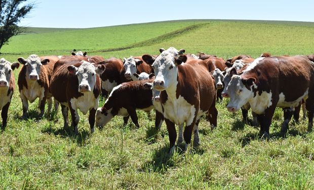 Senasa aplicó cambios en la vacunación contra la brucelosis bovina: suman opciones al manejo