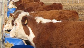 Recría: clave para aumentar la producción de carne bovina