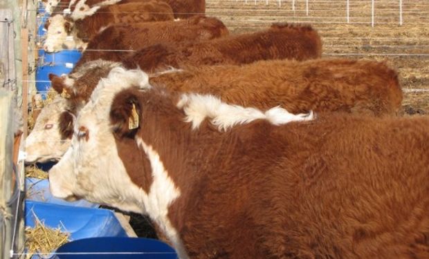 Recría: clave para aumentar la producción de carne bovina.