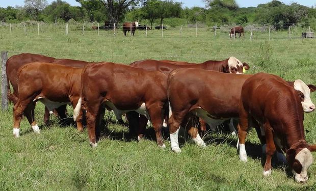 Se evidencia en los kilos de materia seca necesarios por kilo de carne obtenido y en el porcentaje del total consumido por el rodeo que requiere la vaca de cría.