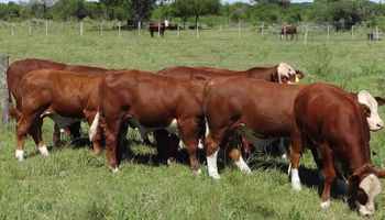 Ajustar la recría, clave para exportar carne a la UE
