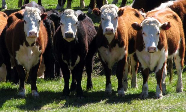 La recría a campo sigue siendo la alternativa más barata.