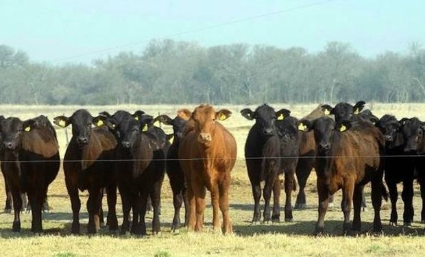 La ganancia de peso diaria durante la recría, en la zona de Gral. Pico, debería ser de 750/900 gramos por animal.