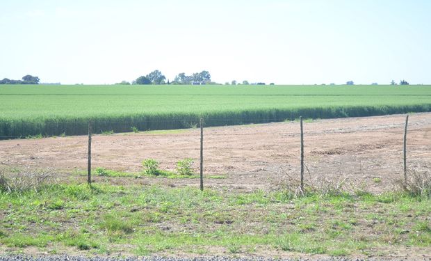 Cultivo de trigo en el sur santafesino.