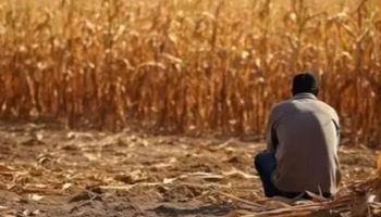 Recuperações judiciais no agro batem recorde no 3º trimestre de 2025