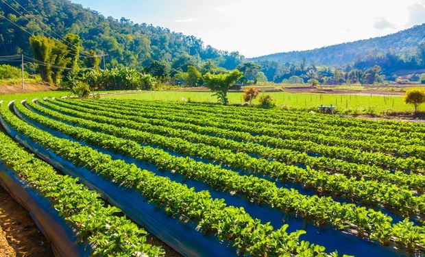 Incra pagou R$ 79,2 milhões em créditos para reforma agrária em 2024