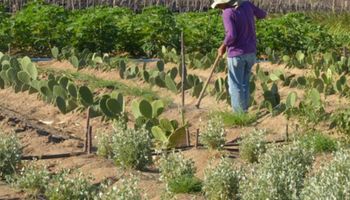 Governo destina área maior que a "terra prometida" - Israel - a índios e reforma agrária