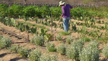 Portaria autoriza destinação de imóveis rurais de grandes devedores da União à reforma agrária