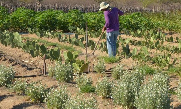 Portaria autoriza destinação de imóveis rurais de grandes devedores da União à reforma agrária