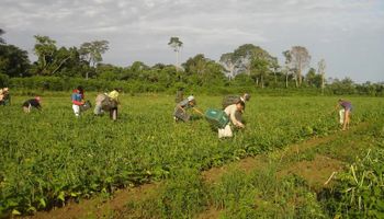 Quais os impactos da Reforma Tributária na agricultura familiar?