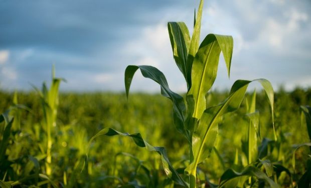 Regímenes de información vigentes en el sector agropecuario.