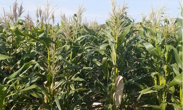 Insumo-producto: el poder de compra del maíz contra los fertilizantes cae hasta un 25%