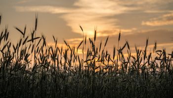 Soja, trigo y maíz: mejoró el poder de compra de los granos contra fertilizantes y herbicidas