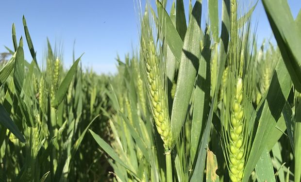 Trigo, soja y maíz: por la suba de los insumos cayó con fuerza el poder de compra de los granos