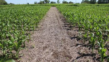 La relación del maíz con la urea es la mejor desde 2013 y los márgenes de la soja pasaron del 3 al 30 %
