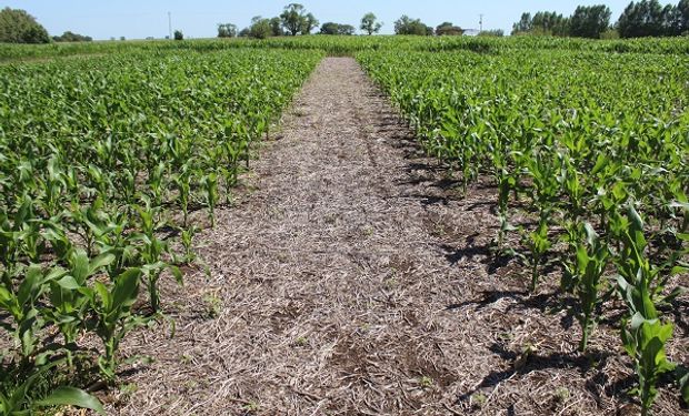 La relación del maíz con la urea es la mejor desde 2013 y los márgenes de la soja pasaron del 3 al 30 %