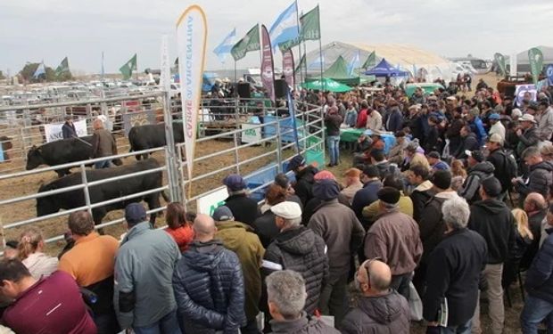 Precio récord en Agroactiva: el toro Angus que se llevó todas las miradas