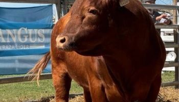 En vivo, subastan 800 vaquillonas y 100 toros con lo mejor de Angus desde La Pampa