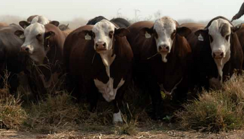 En vivo, Cresud remata toros y vaquillonas desde Salta: el detalle de los animales que salen a la venta