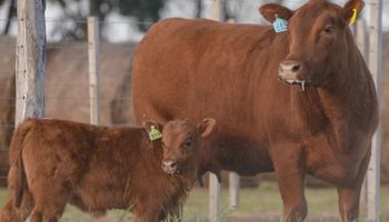 Los precios de la subasta de casi 500 reproductores desde La Pampa: vendieron 12 toros Angus a un promedio de $7,7 millones