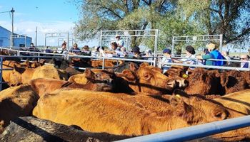 Zafra de terneros y dólar récord: cómo se vive el salto del tipo de cambio desde los remates