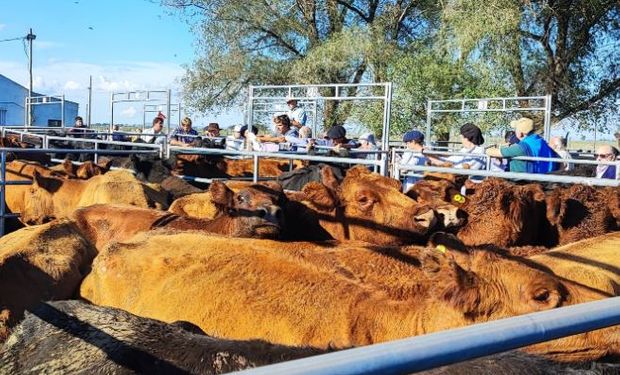 Zafra de terneros y dólar récord: cómo se vive el salto del tipo de cambio desde los remates