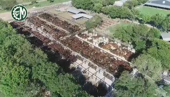 En vivo, rematan 12.500 animales desde la Sociedad Rural de Corrientes