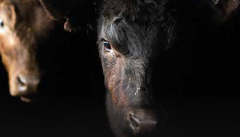 Angus de Otoño: la importante subasta de 15.000 animales que realiza Colombo y Magliano desde La Rural de Palermo