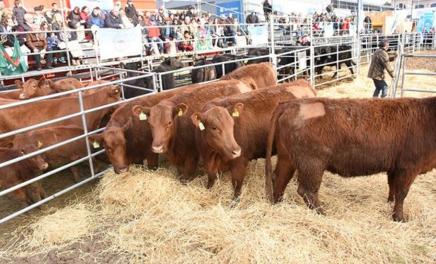 Se realizó el remate de vaquillonas puro controlado de Angus.