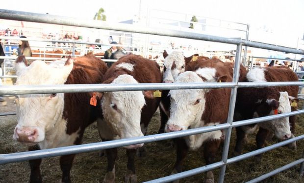 Remates de vaquillonas seleccionadas en La Rural.