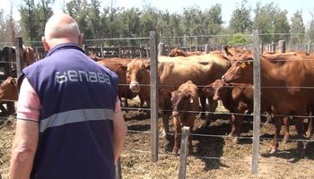 Senasa estableció un nuevo marco regulatorio para las vacunas virales no vesiculares bovinas