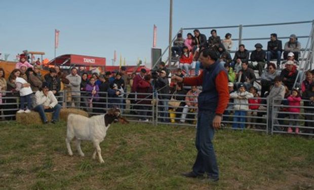 Boer es una raza que está en proceso de total expansión.