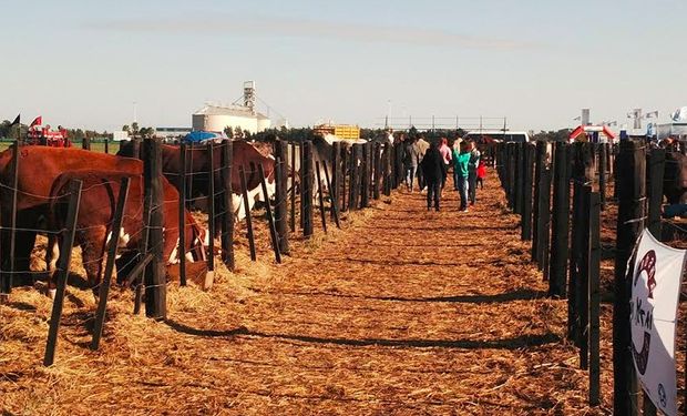 Ya está todo listo para el ingreso de los animales al predio.