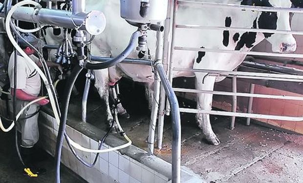 La última lactancia de esta vaca fue de 365 días con una producción de 10.210, 9 lts.