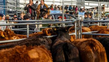 Novillos en la pista de Palermo: remate con buenos precios