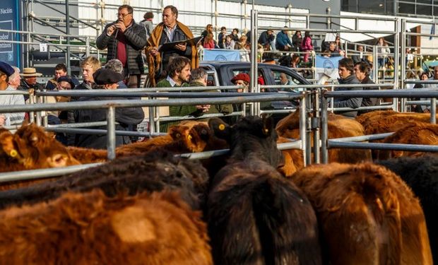 Concursaron 220 cabezas de la mejor calidad, remitidas por doce productores de Buenos Aires, Córdoba y San Luis.