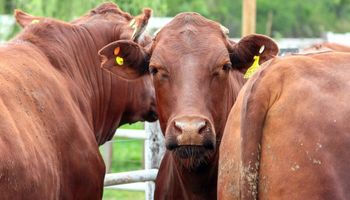 Terneros a $5.800: los precios de uno de los primeros remates ganaderos del año