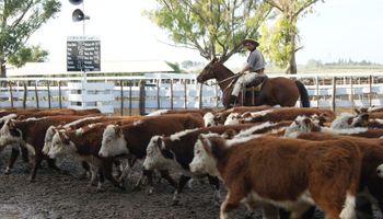 Rodeo bovino sigue por rumbo de recuperación