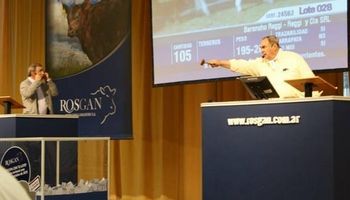 Gran remate de Rosgan en mayo: se subastarán más de 24.000 cabezas